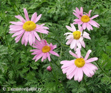 Tanacetum coccineum 'Roosa'